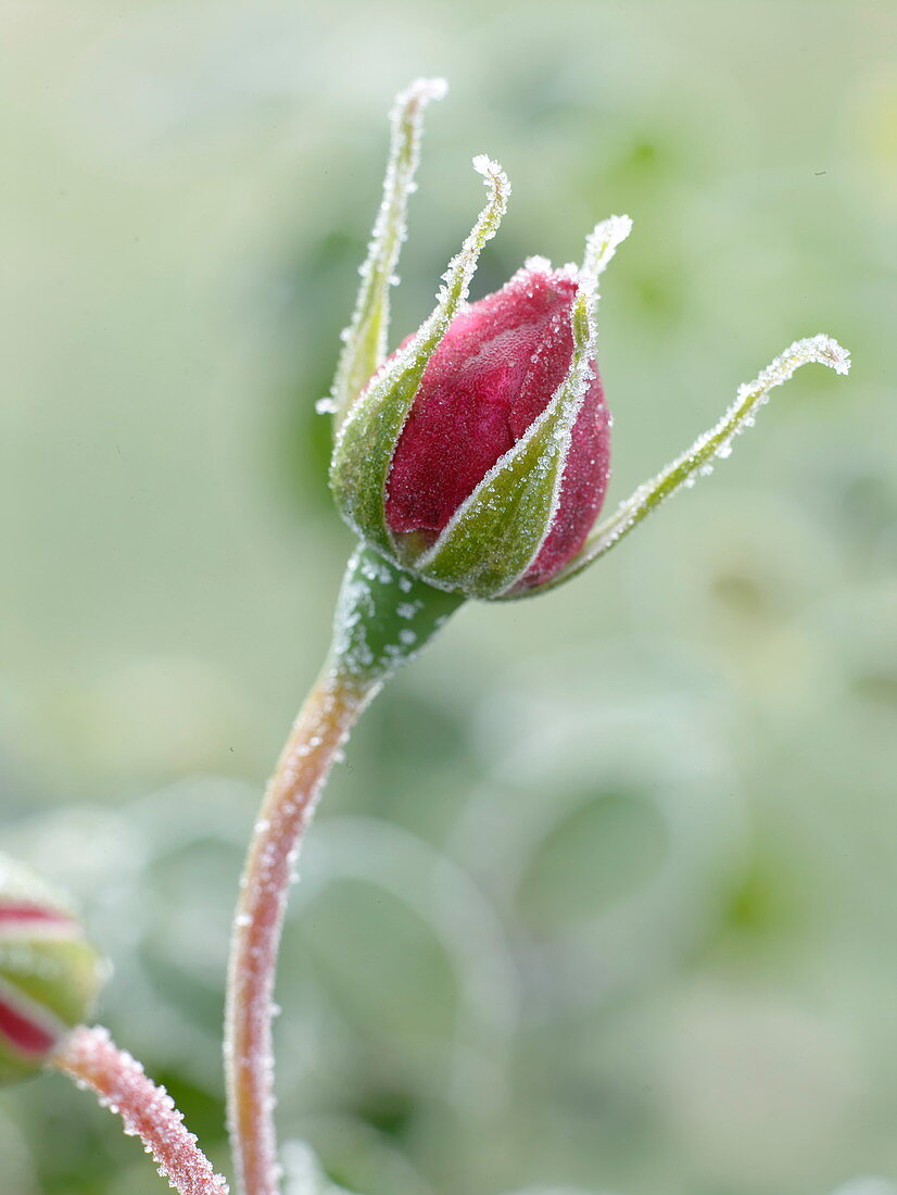 Pink rose bud after the first night frost