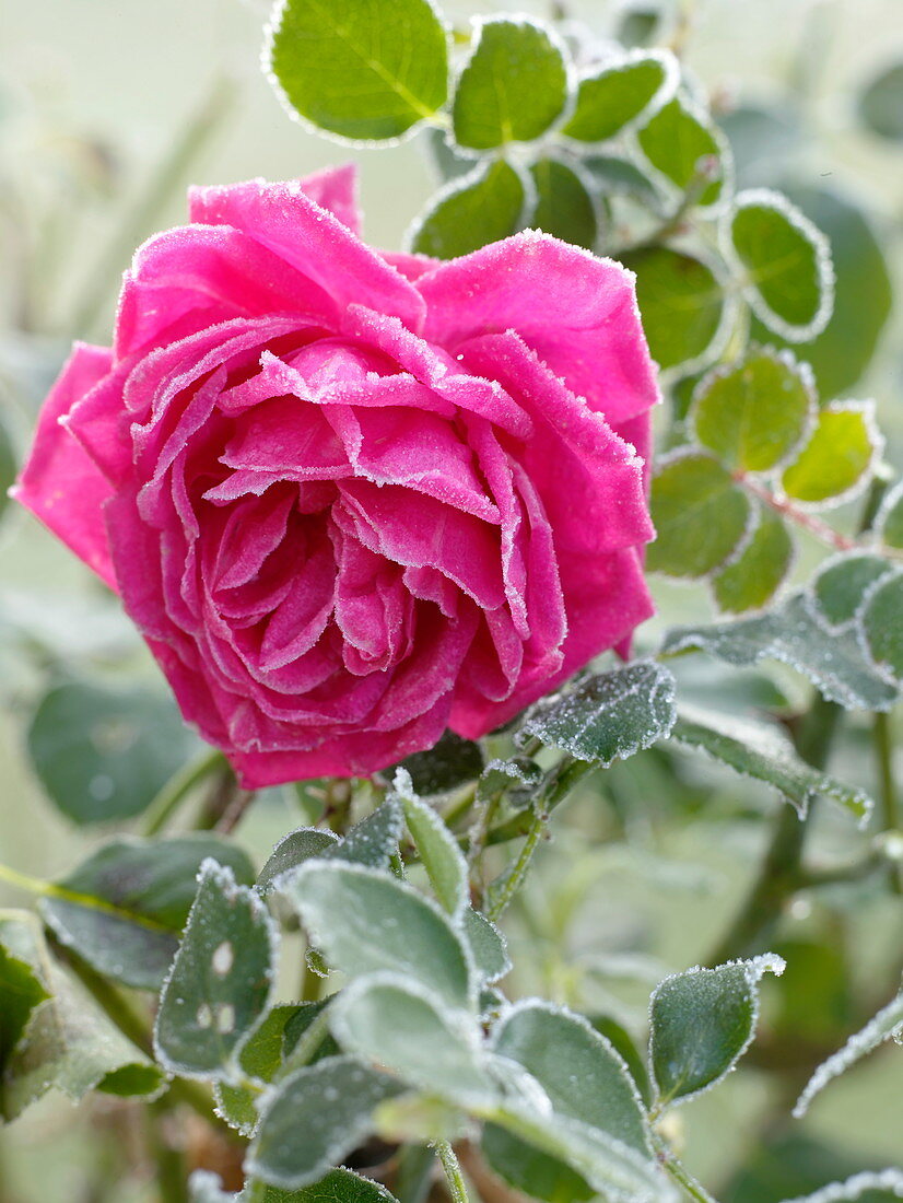 Rosa 'Chartreuse de Parme', Duftrose, öfterblühend