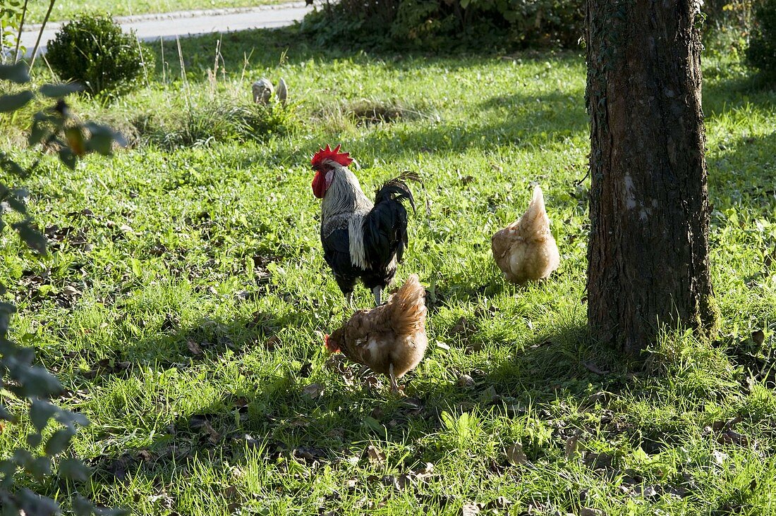 Chickens in orchard under apple tree
