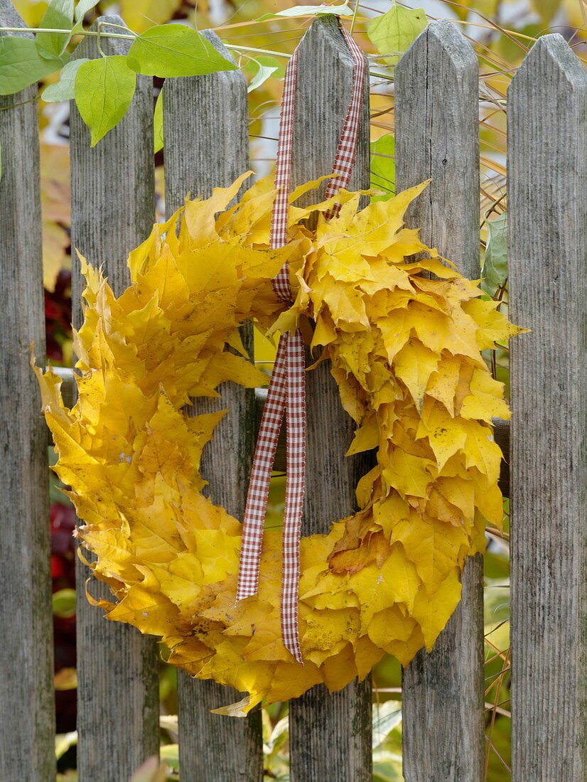 Wreath of maple leaves hung on the fence