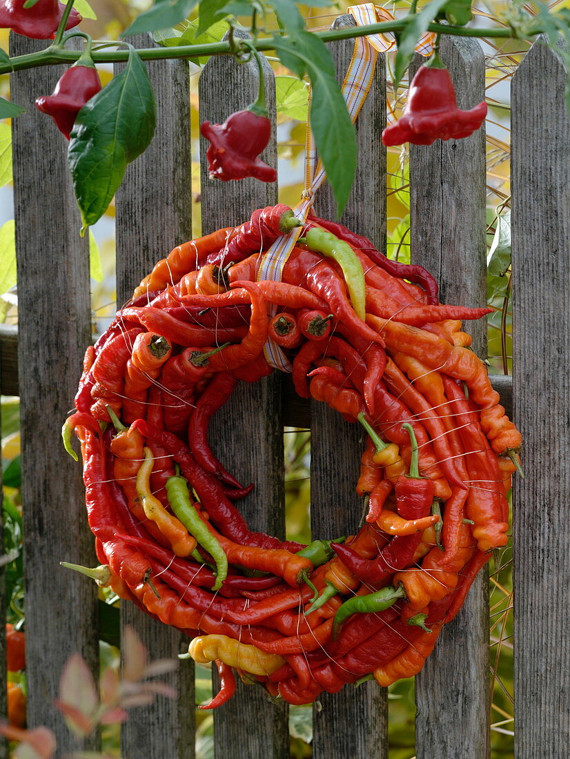 Wreath of hot peppers 'Lombardo' (Capsicum) hung on a fence
