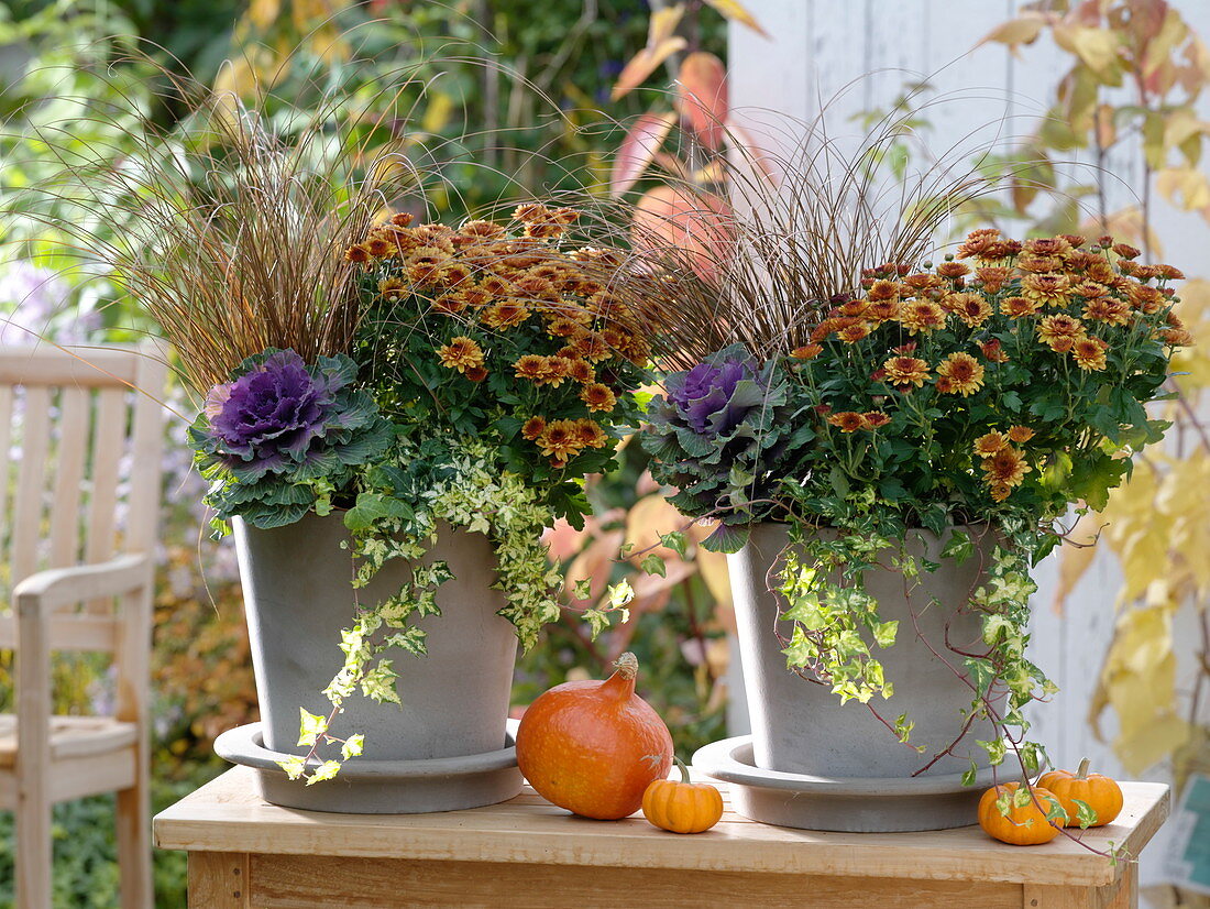 Hellgraue Töpfe gleich bepflanzt : Chrysanthemum (Herbstchrysanthemen)