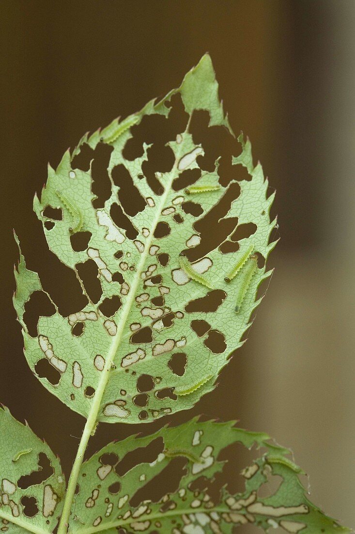 Raupen der Rosenblattwespe (Endelomyia aethiops) skeletieren Rosenblatt