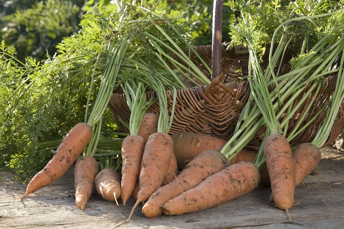 Freshly harvested carrots, carrots (black carrot)