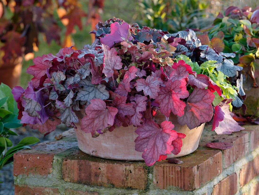 Heuchera (Purpurglöckchen) in Terracotta - Schale