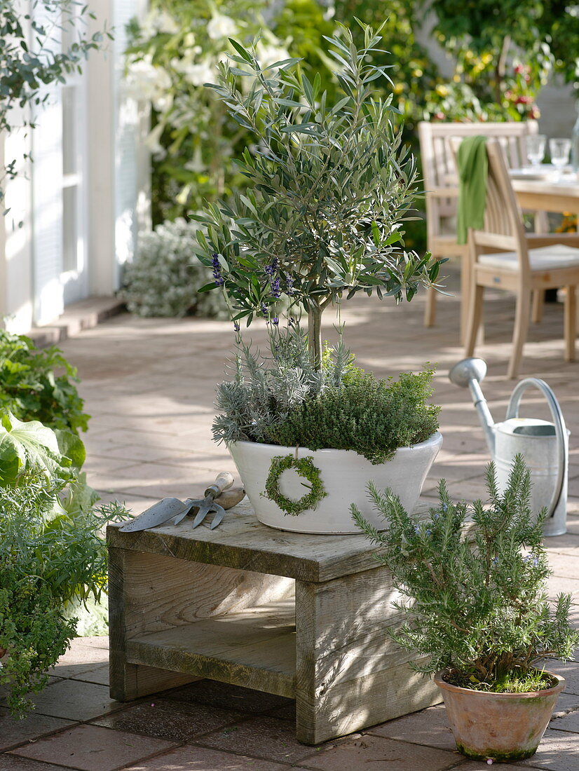 Olive trees planted with herbs