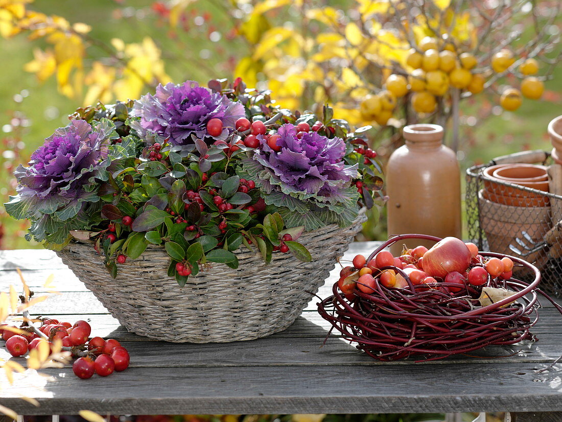 White basket bowl with Brassica, Gaultheria