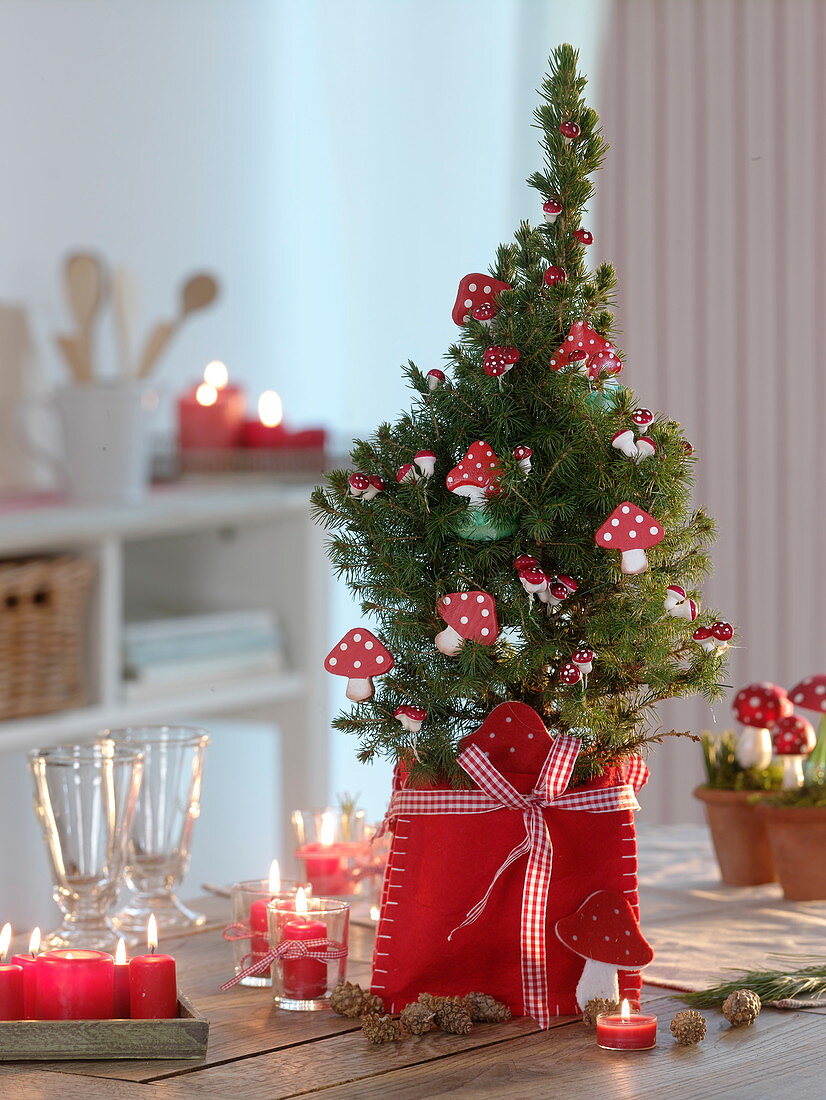 Picea glauca 'Conica' (Zuckerhutfichte) weihnachtlich dekoriert