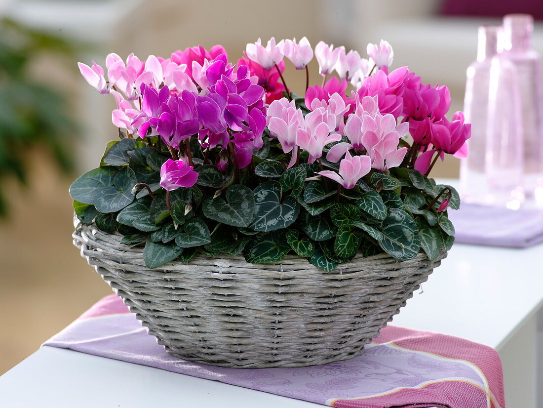 Cyclamen persicum (Alpenveilchen) in breitem Korb