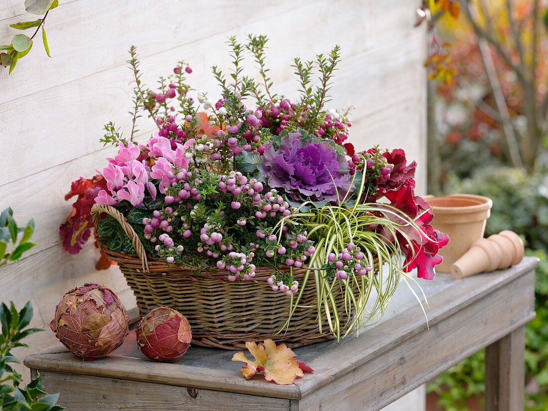 Basket planted autumnally, Pernettya, Brassica