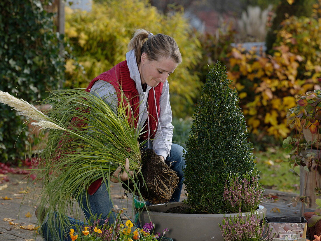 Planting an autumnal bowl with pampas grass and a box