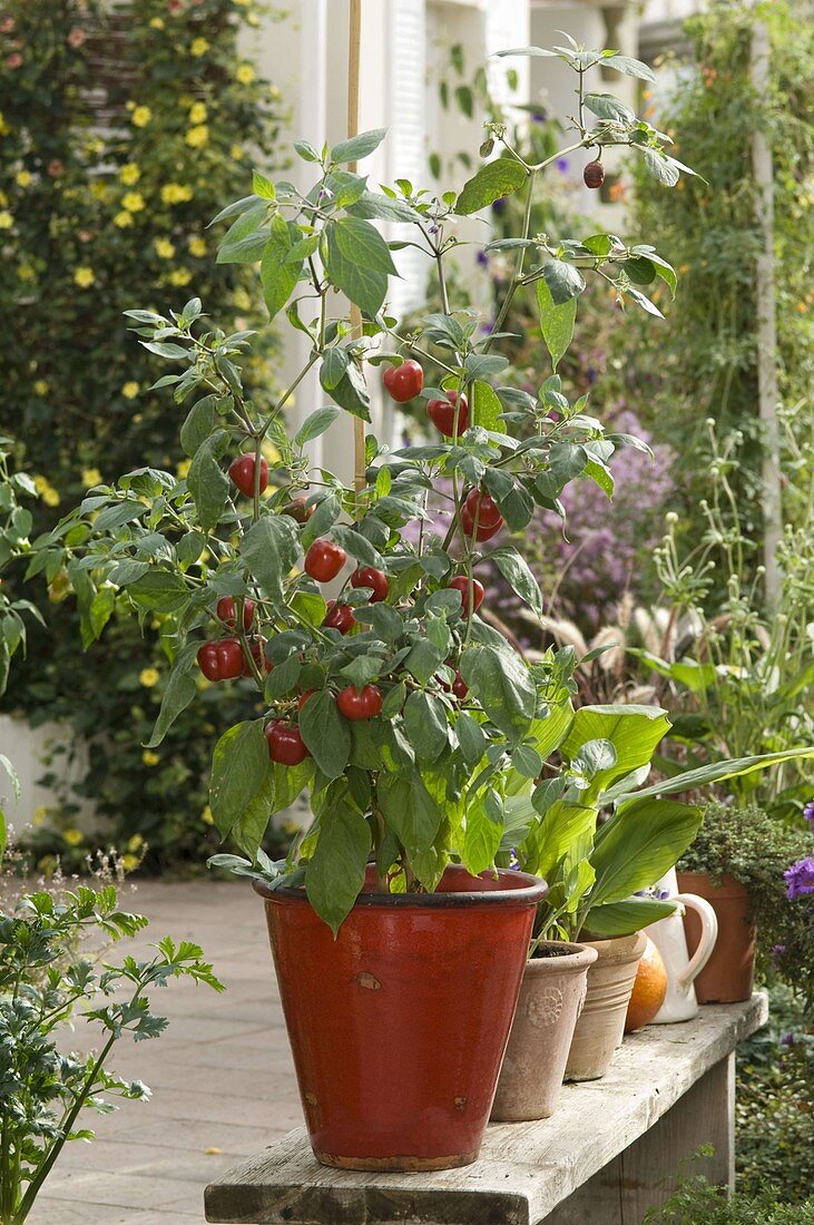 Tree chili 'Rojo' (Capsicum) in red pot on wooden bench