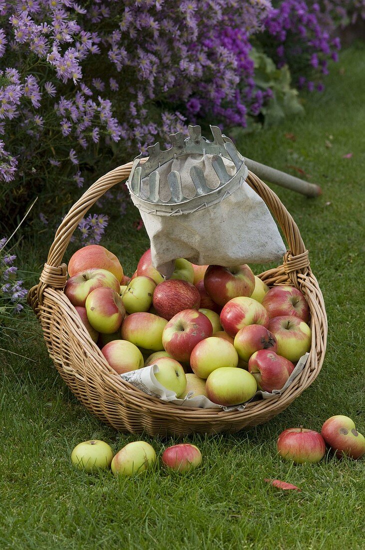 Korb mit Äpfeln (Malus), Obstpflücker