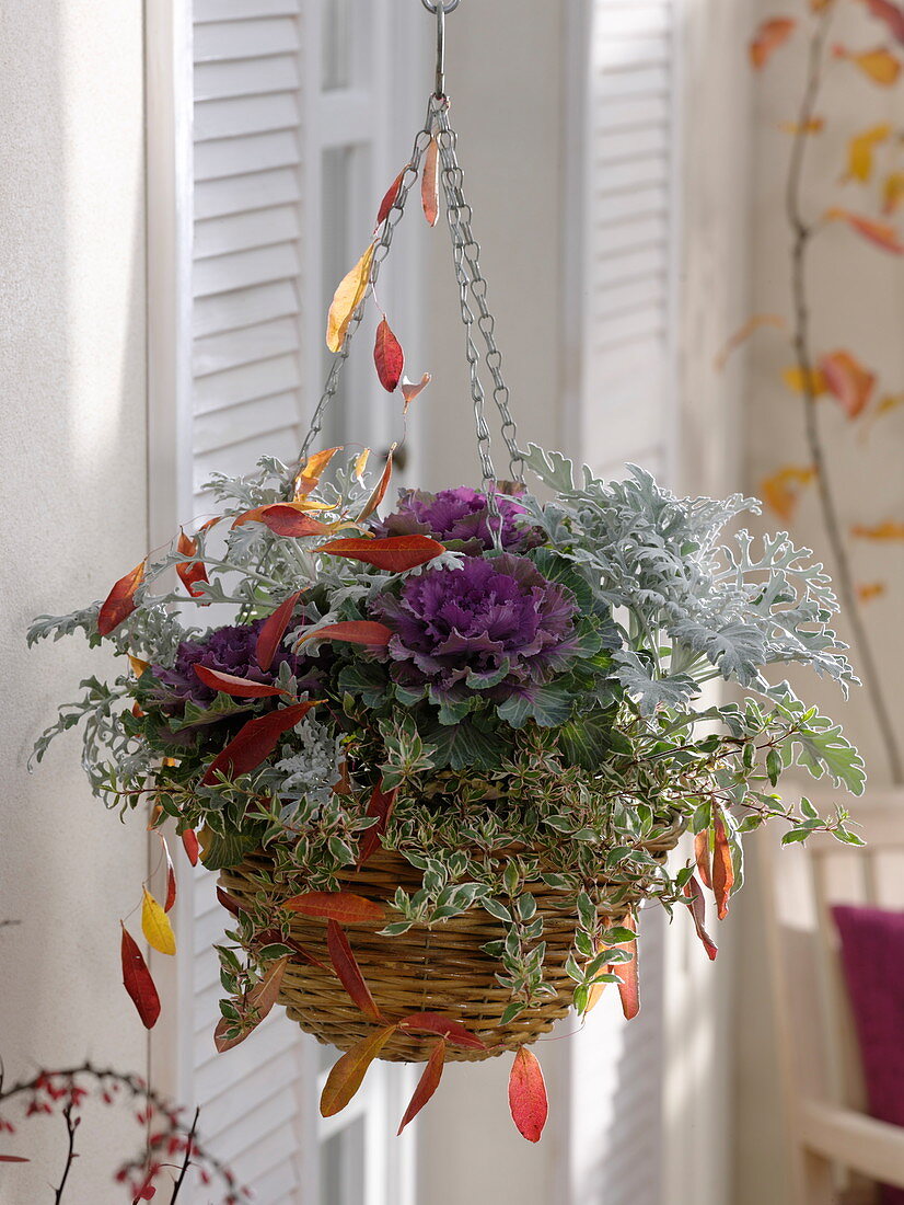 Hanging basket planted with Brassica, Abelia grandiflora 'Confetti'