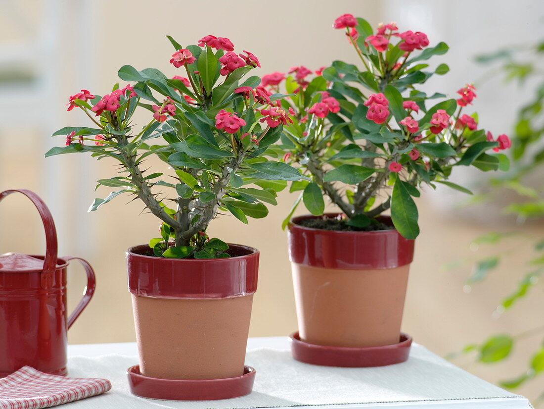 Euphorbia milii 'Ruby' (Christ's thorn) in pot with coaster