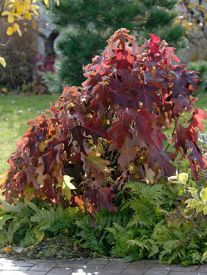Hydrangea quercifolia (Eichenblatt-Hortensie) in Herbstfarbe