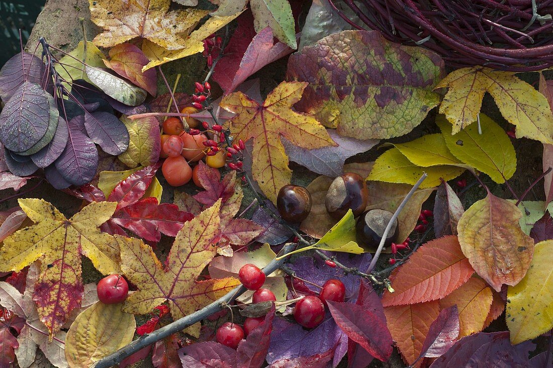 Still life with autumnal leaves and berries