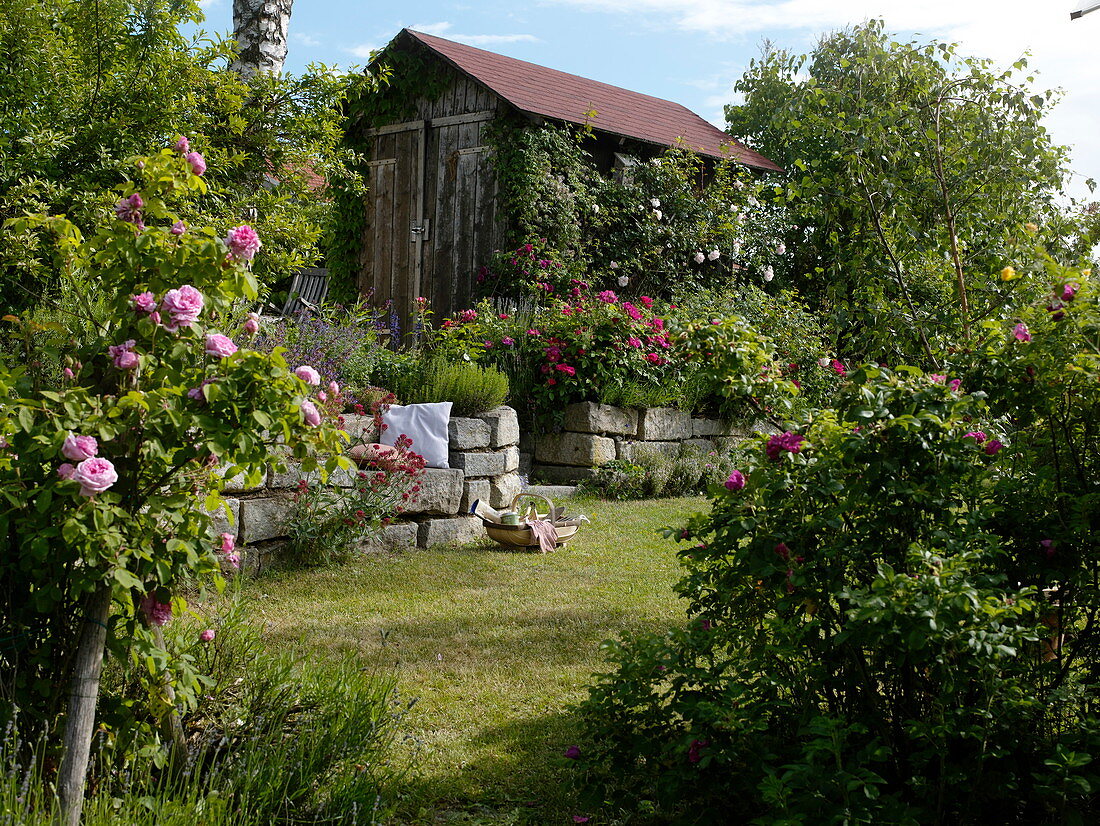 Garten mit historischen Duftrosen, Trockenmauer und Gerätehaus