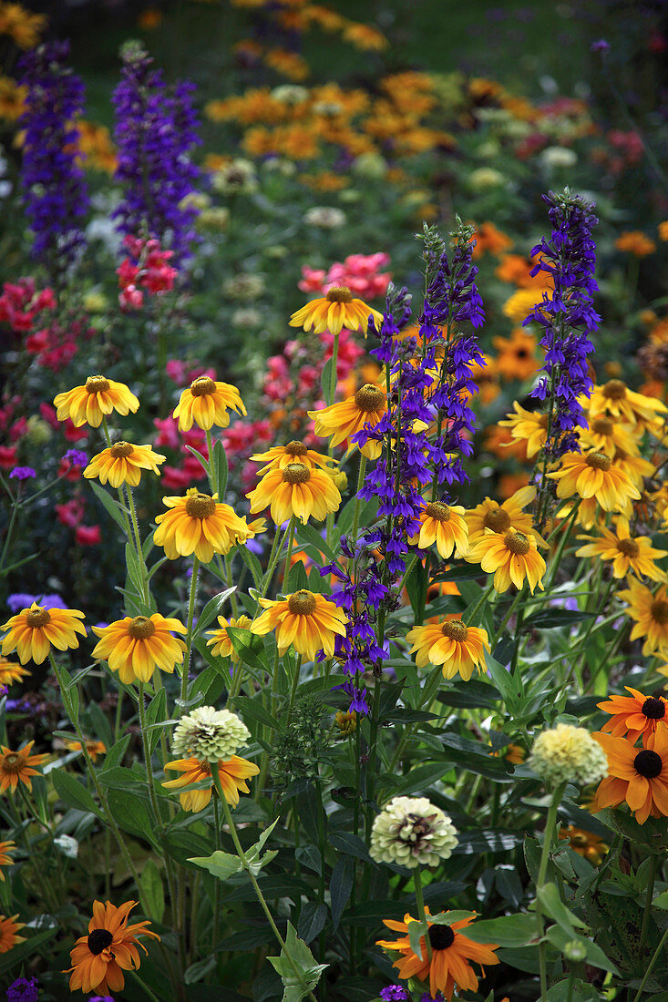 Sommerblumenbeet: Rudbeckia hirta 'Prairie Sun' (Sonnenhut), Lobelia fulgens 'Queen Victoria' (Pracht-Lobelie, Staudenmännertreu), Zinnia (Zinnien)
