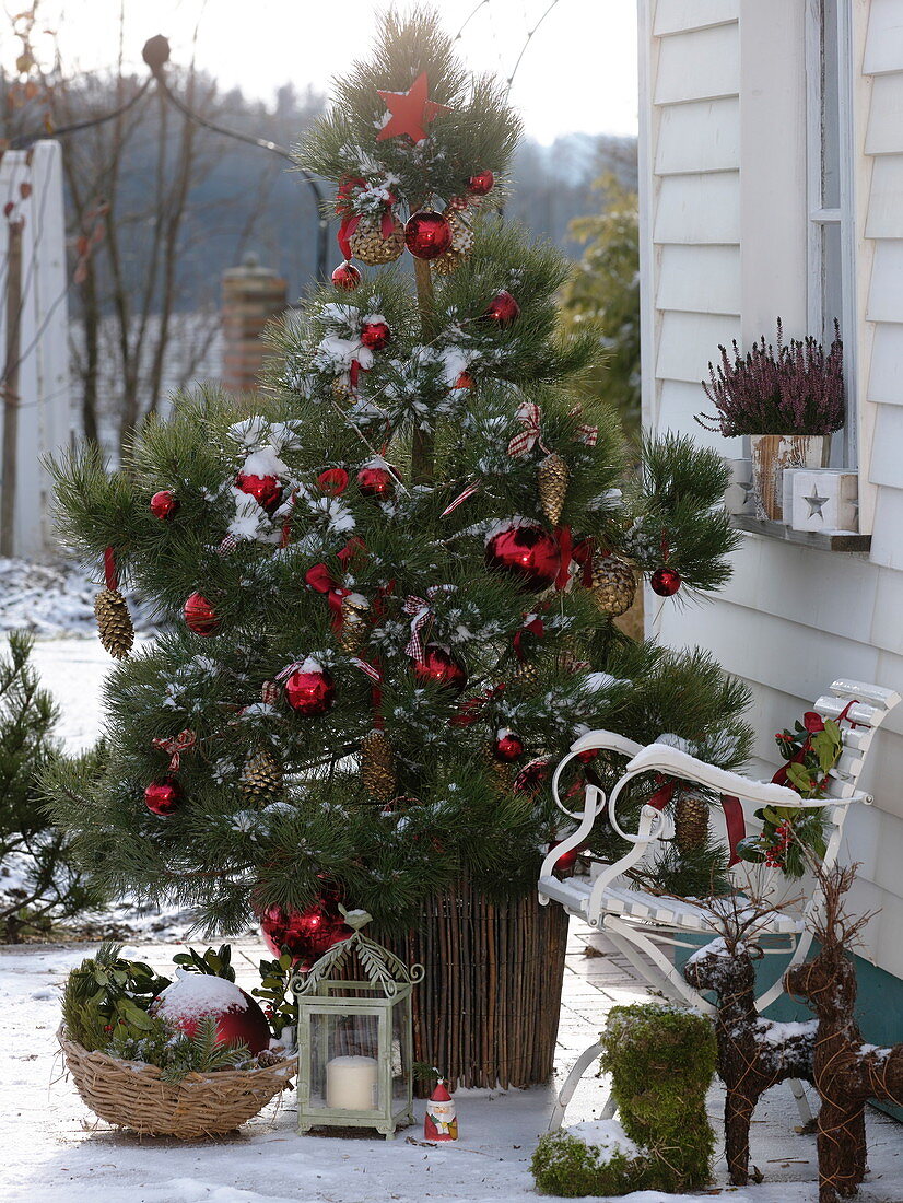 Weihnachtliche Terrasse mit geschmückter Pinus (Kiefer)
