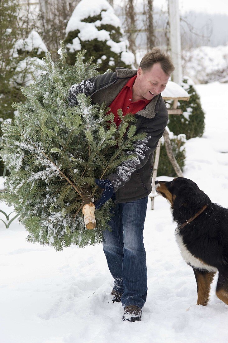 Man brings fir tree