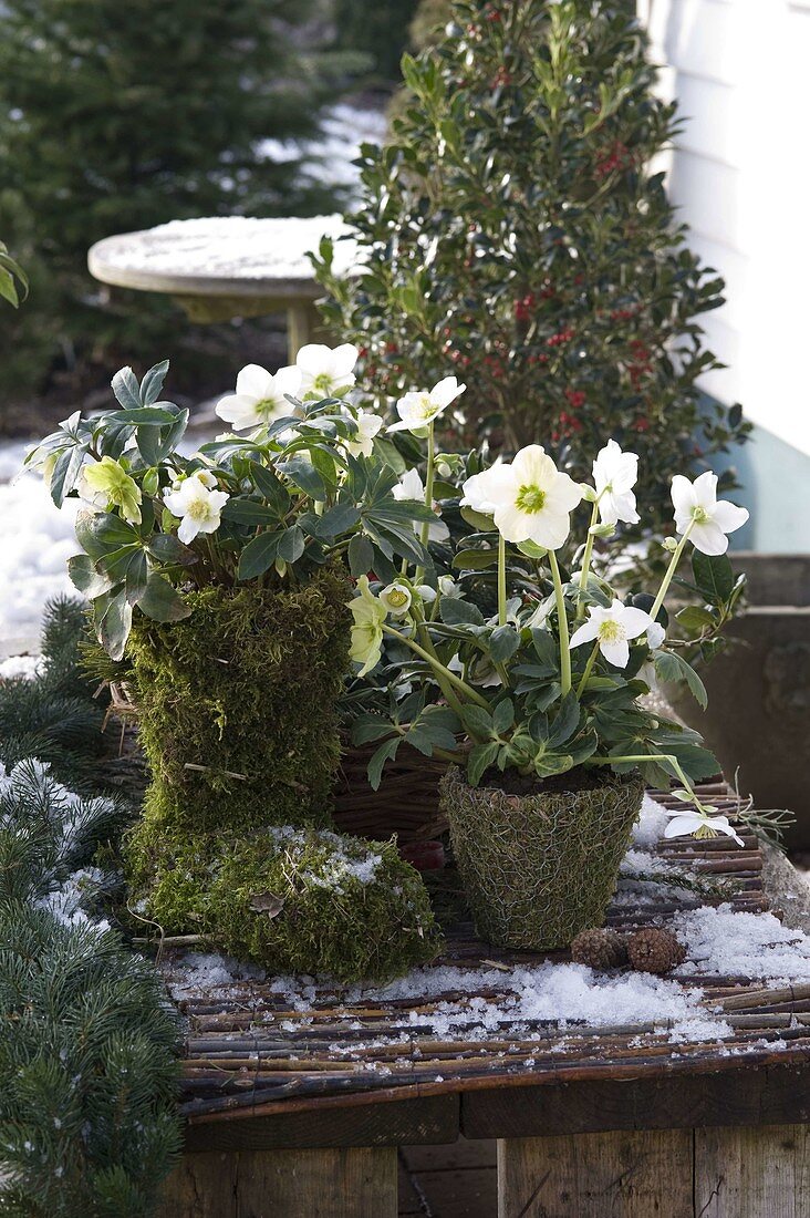 Moos - Stiefel und Topf mit Helleborus niger (Christrose)