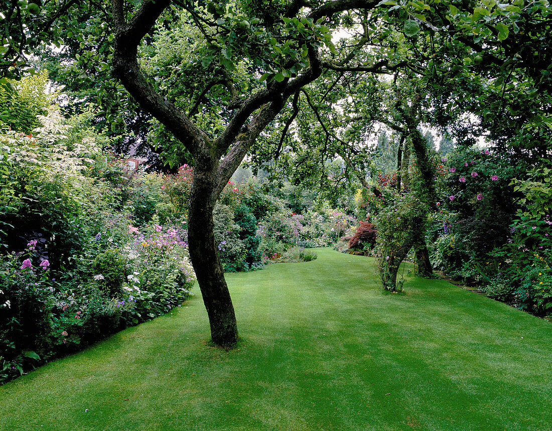 Der Garten und der gepflegte Rasen auf der Rückseite des Hauses mit alten Bramley-Apfelbäumen