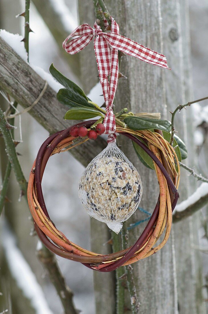 Bird fat ball in a ring of branches