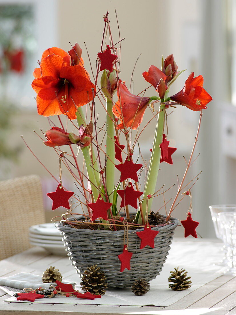 Hippeastrum 'Red Lion' (Amaryllis) geschmückt mit roten Filzsternen