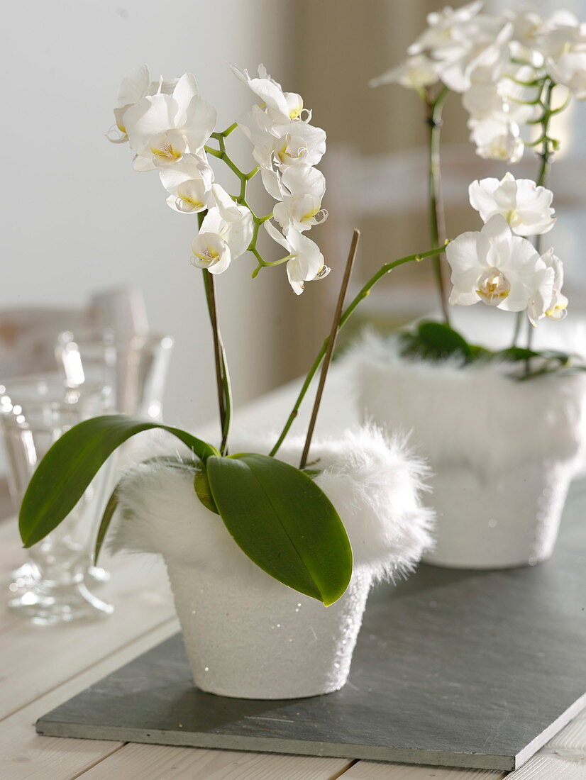 Phalaenopsis (Malayenblume, Schmetterlingsorchidee) im weißen Übertopf