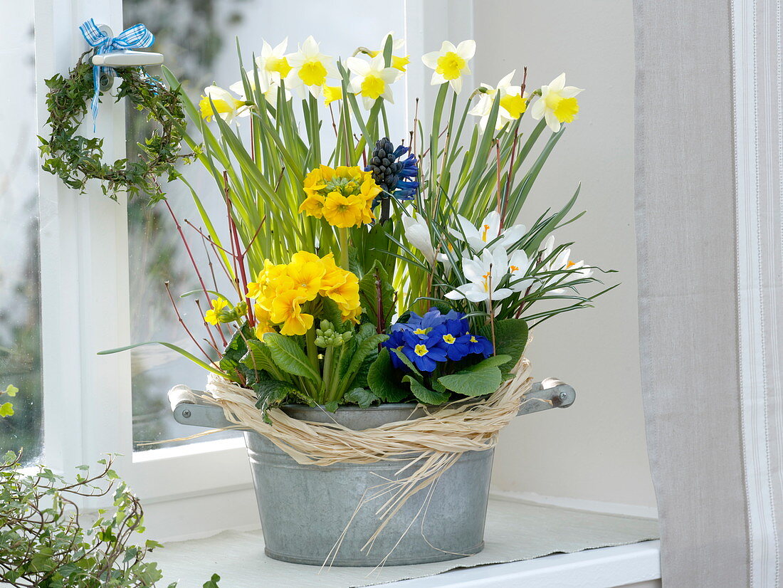 Frühling im Zimmer : Narcissus (Narzissen), Primula acaulis , elatior (Primel