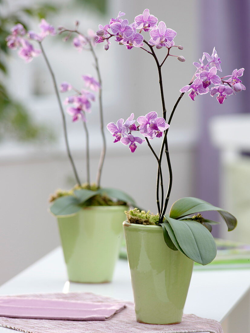 Phalaenopsis (Malayenblume, Schmetterlingsorchidee)