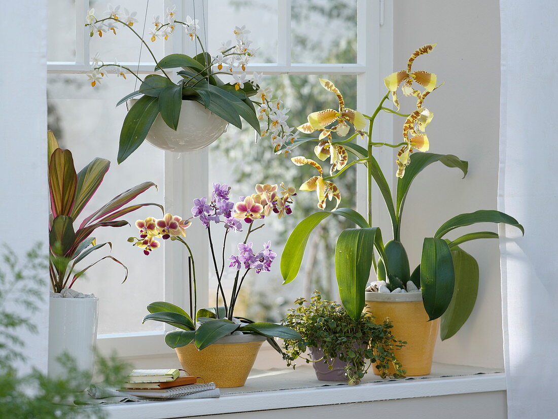 Orchideen - Fenster