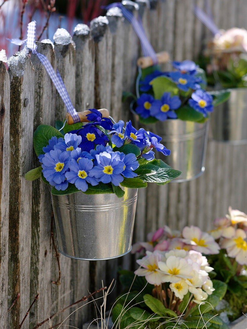 Kleine Blecheimerchen mit Primula (Primeln) an Zaun gehängt