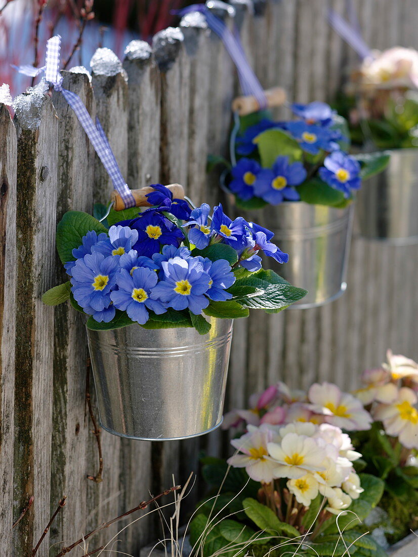 Small metal bucket with primula hung on a fence