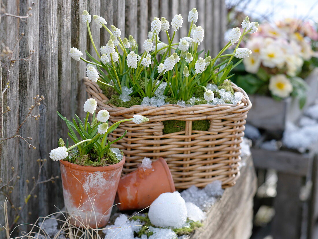Basket and pot with Muscari 'Album' on garden fence
