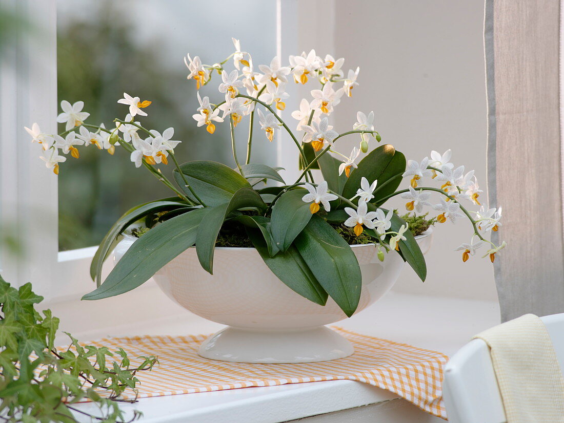 Phalaenopsis 'Mini Mark' (Malay flower, butterfly orchid)
