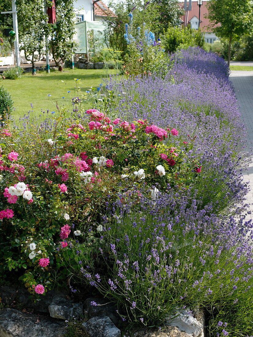 Garden bordered with a hedge of Lavandula (Lavender) and Rosa