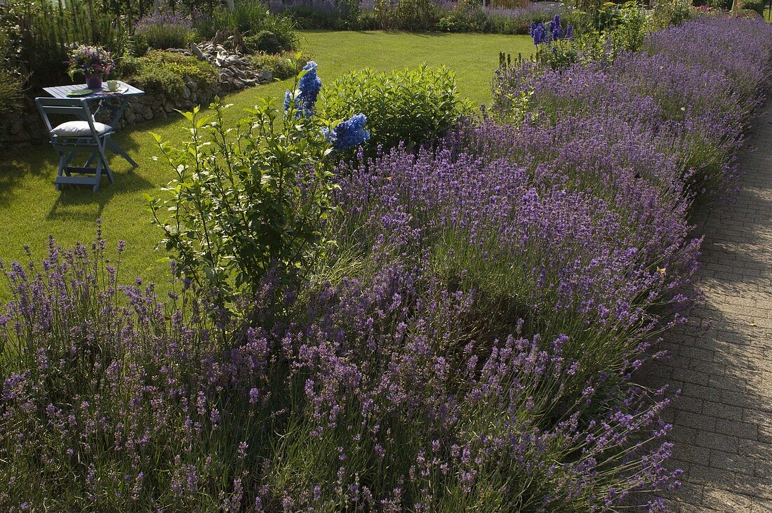 Blühende Lavandula (Lavendel - Hecke), Delphinium (Rittersporn)