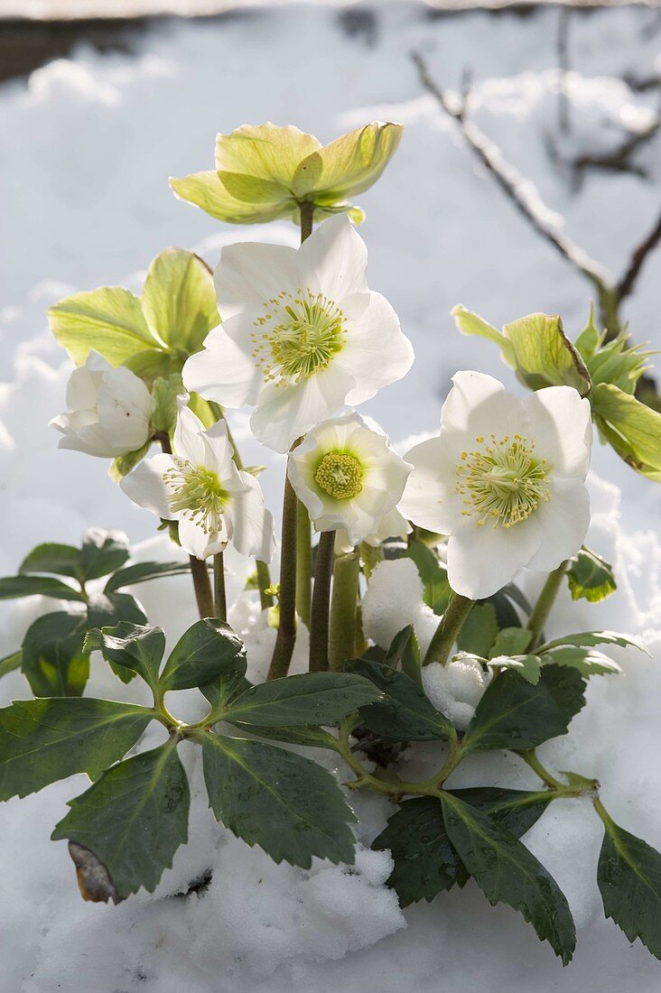 Helleborus niger (Christrose) im Schnee