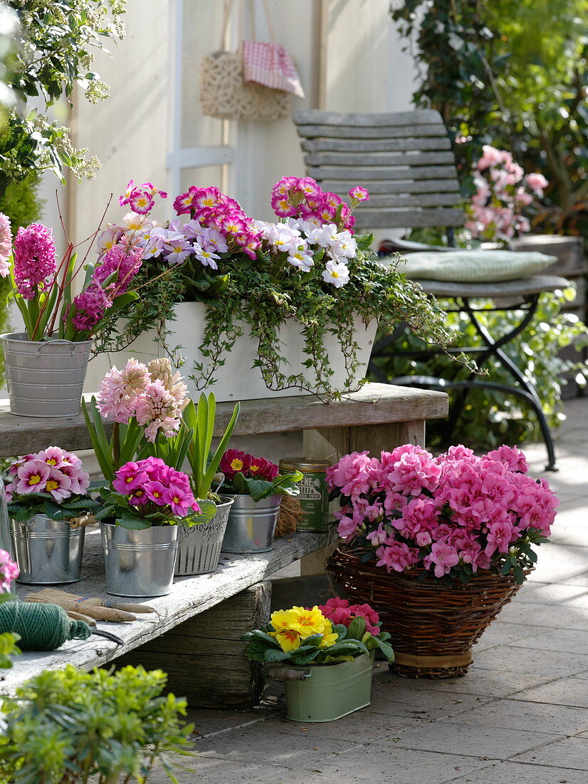 Primula acaulis und elatior (Primeln), Hyacinthus (Hyazinthen)