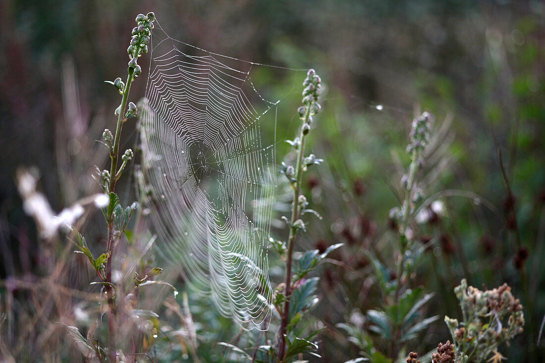 Spinnenetz im Herbst