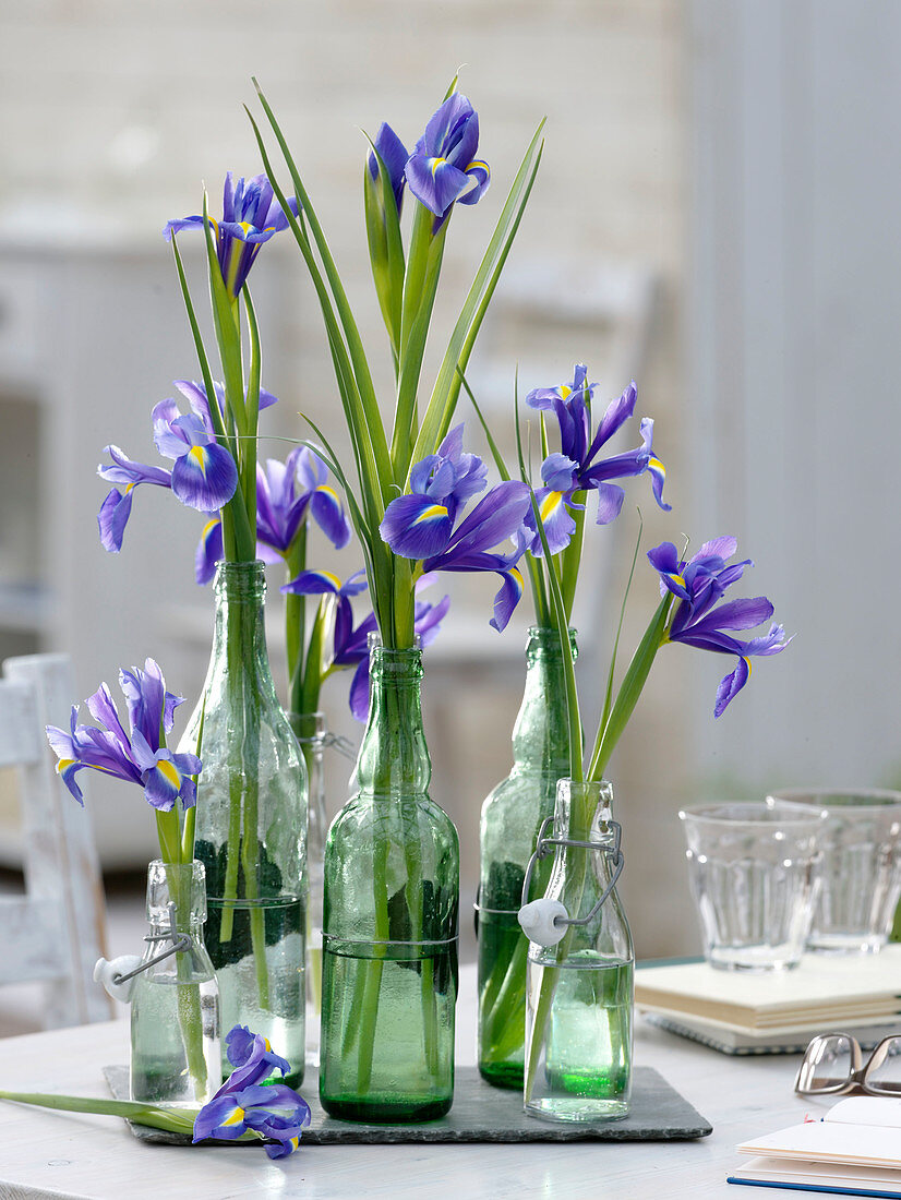 Iris hollandica (Hollandiris) in glass bottles
