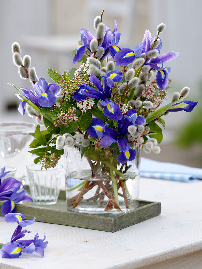 Iris hollandica (Hollandiris), Viburnum tinus (Lorbeerschneeball