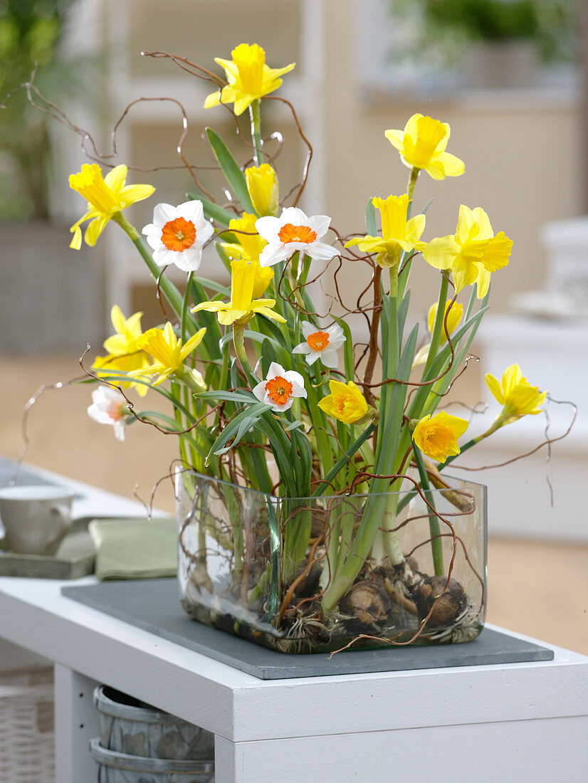 Narcissus (Narzissen) mit ausgewaschenen Wurzeln in Glasgefäß