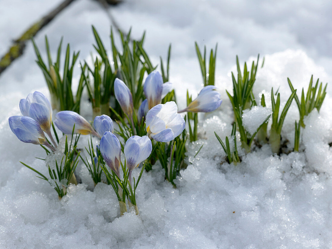 Crocus vernus (Krokus) im Schnee