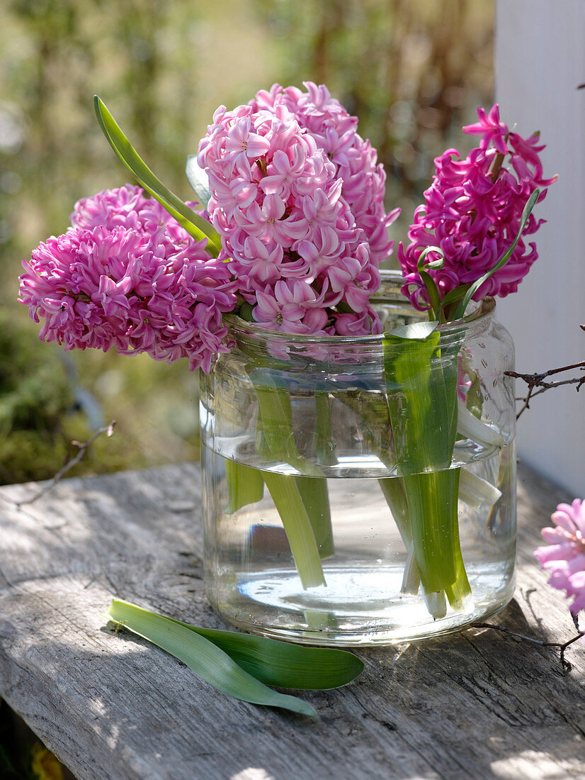 Hyacinthus 'Pink Pearl' 'Anna Marie' (Hyazinthen) in breitem Glas