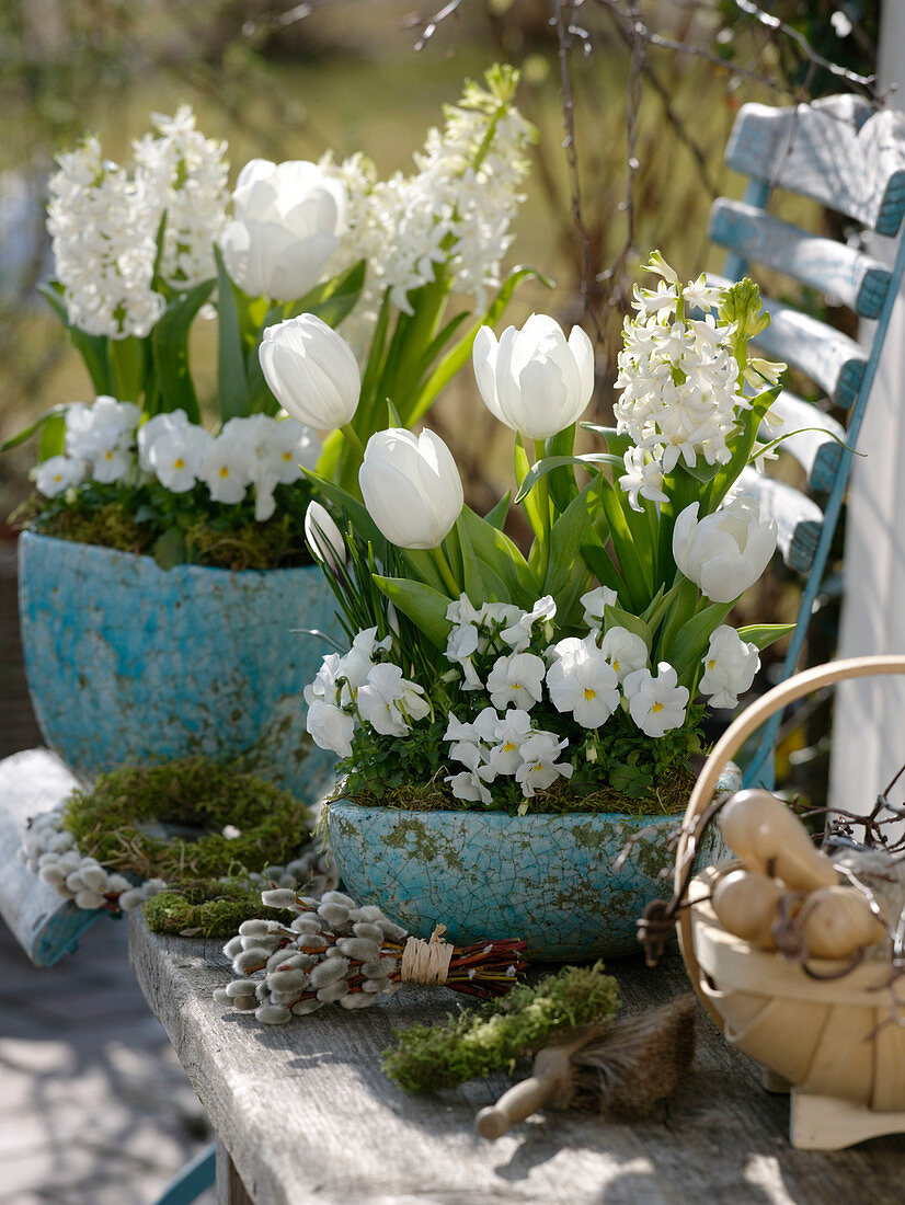 Tulipa 'Mondial' (Tulpen), Hyacinthus 'White Pearl' (Hyazinthen), Viola corn