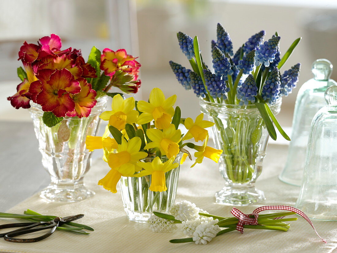 Frühlingsblüher in Gläsern : Primula 'Inara Fire' (Primeln), Narcissus