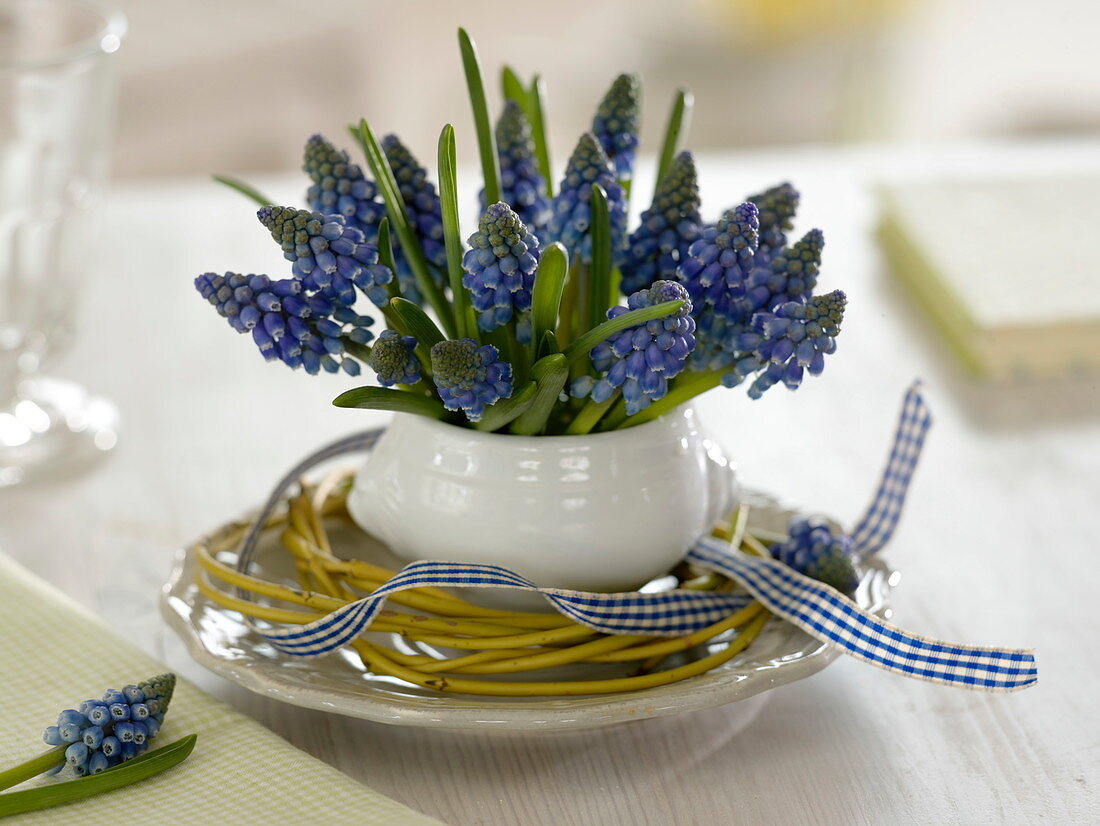 Blüten von Muscari 'Blue Magic' (Traubenhyazinthen) in weißer Suppentasse
